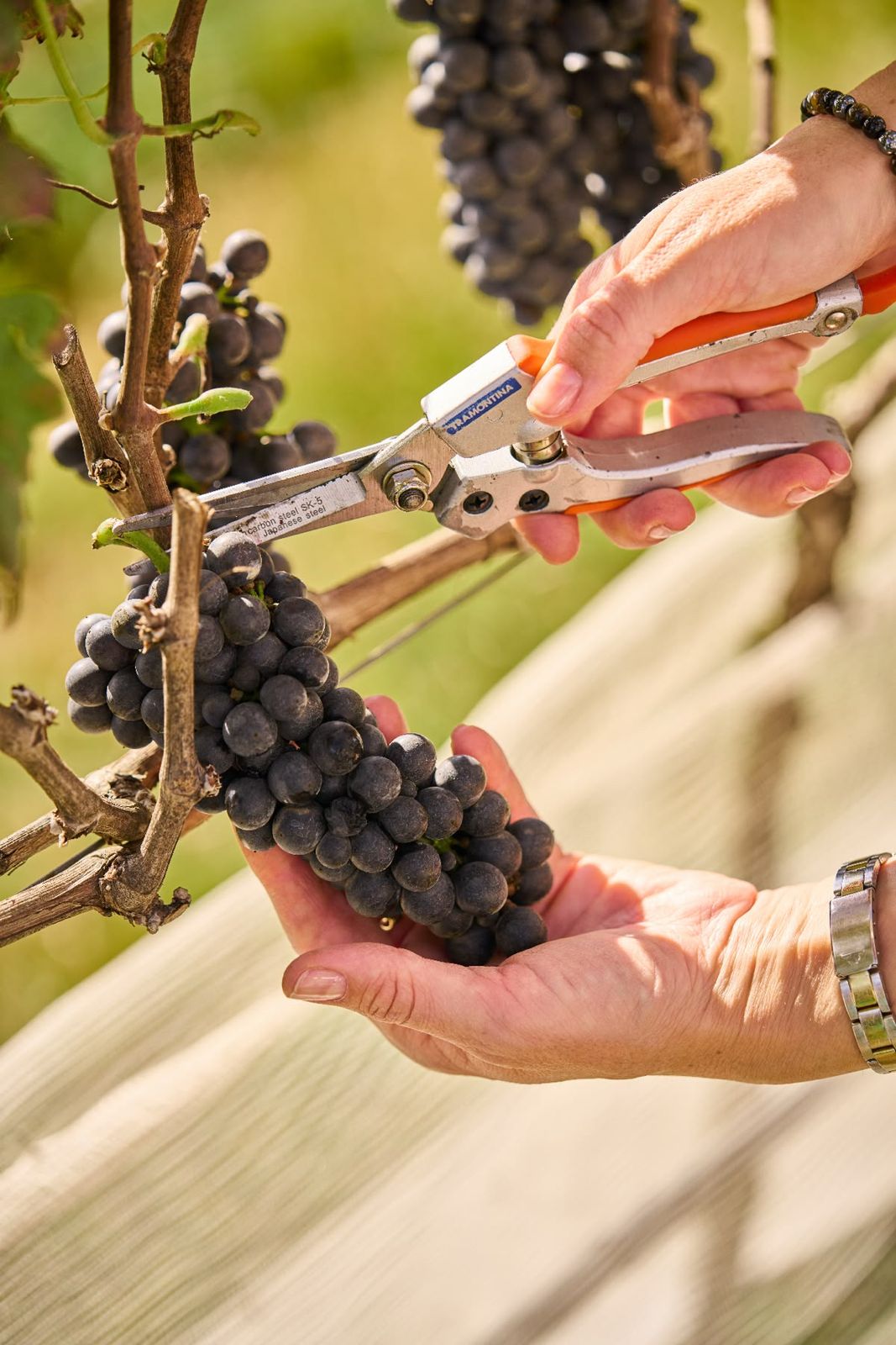 Viticulture & Wine Production